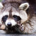 raccoon-mlm avatar