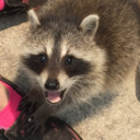 raccoon-mom avatar