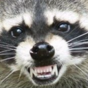 raccoon1008 avatar