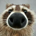 raccoonanarchy avatar