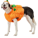 raccoonfan101 avatar