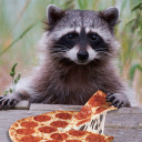 raccoons avatar