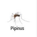 raccoonslittlehands avatar