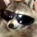 racoonstan10 avatar