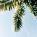 radicaldaydream avatar