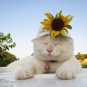 radicallyexpand avatar