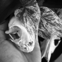 raelarkpoetry avatar