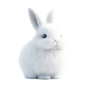 raenegade-accio avatar