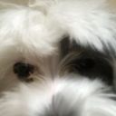 raging-tyrant avatar