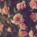 rainb0wthoughts avatar