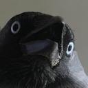 rainbowcoloredblood avatar