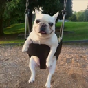 rainbowof-lies avatar