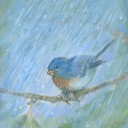 rainybluebirdflower avatar