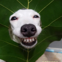 raise-the-anchors avatar