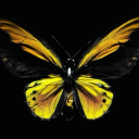 random-octopod-dragon avatar