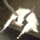 randomcreatureposting avatar