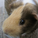 randomguineapig avatar