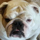 randomlyobviously avatar