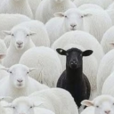 rapscallion-enterprises avatar