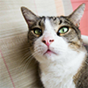 raspberrycats avatar