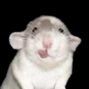 rat-rotation avatar