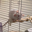 ratchamber avatar