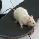 ratcidity avatar