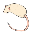 ratgraphic avatar