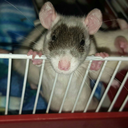 ratshavetinyfeet avatar