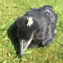 ravenwhoraves avatar