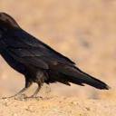 raving-raven-writing avatar