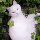 reader-twisted avatar