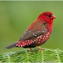 ready-red-birds avatar