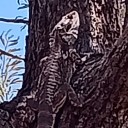 reallynotafaedragon avatar