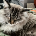 realmagpiehours avatar