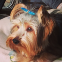 rebelliousspec avatar