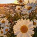 reblogdaisygirl avatar