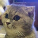 reblogsofdonut avatar