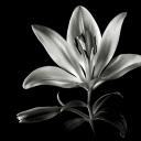 recycledpages avatar