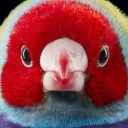 red-birds-stuff avatar