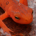 red-eft avatar