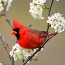 redbird-blackbird avatar