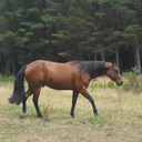 redemptionhorsemanship avatar