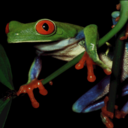 redeyedfrog avatar