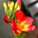 redfreesias03 avatar