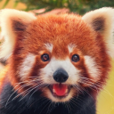 redpanda234 avatar
