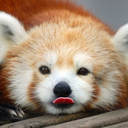 redpandafail avatar