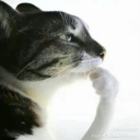 redpandakenshi avatar