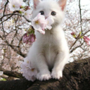 redpandaofrandomness avatar