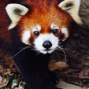 redpandaspirit avatar